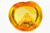 Detailed Fossil Sphecoid Wasp (Apoidea) In Baltic Amber #367451-1